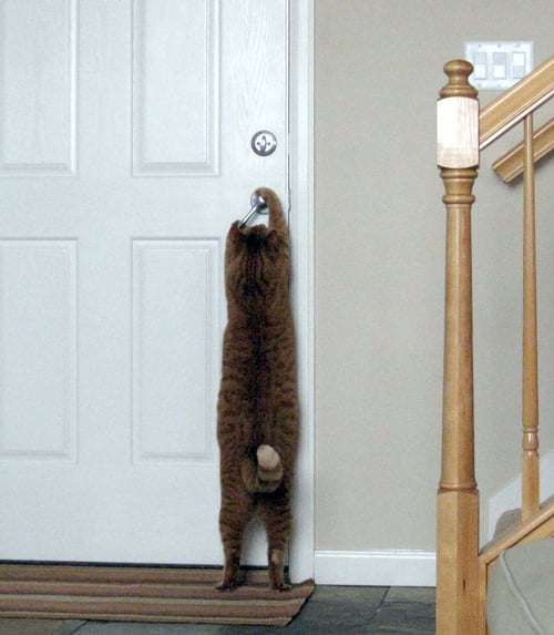 chat-ouvre-porte.jpg